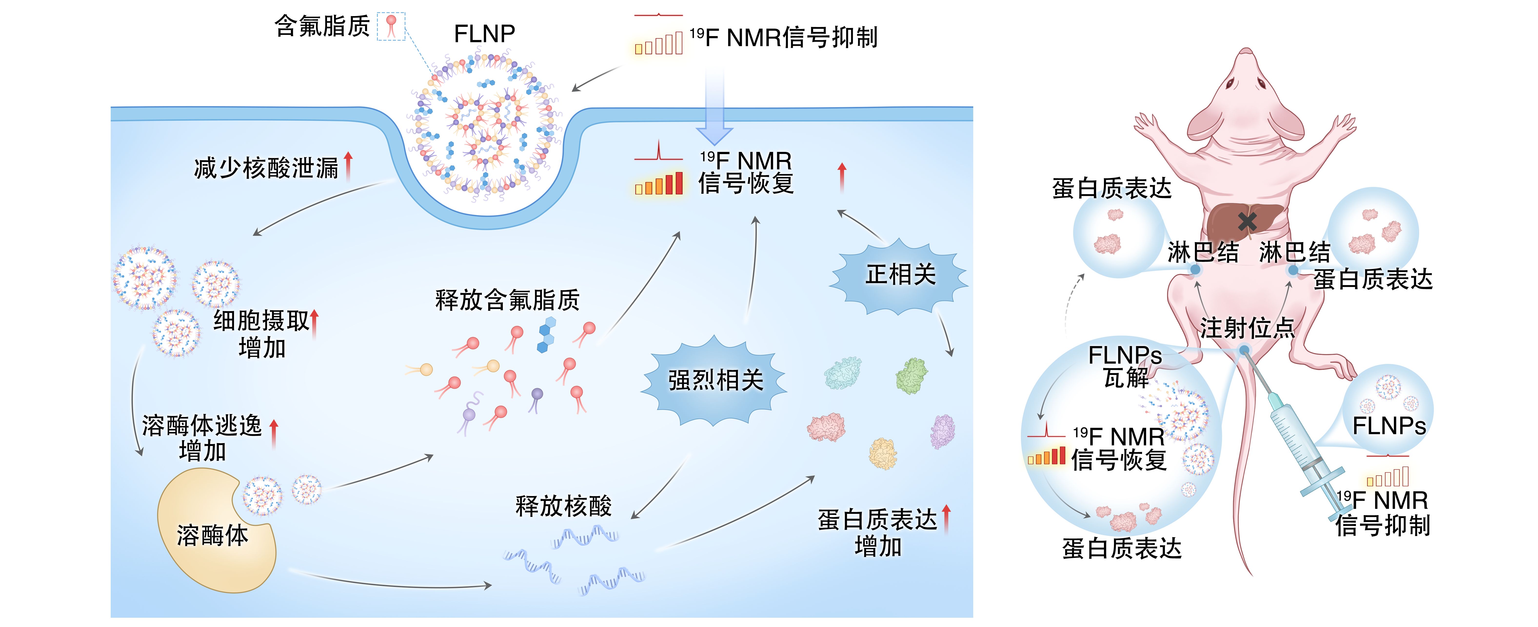 让 mRNA 在体内“看得见” PA真人国际在mRNA疫苗递送研究方面取得重要进展